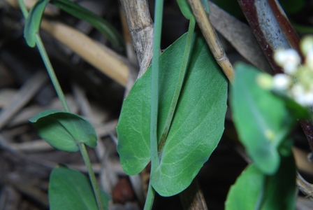 Microthlaspi perfoliatum (=Thlaspi perfoliatum )